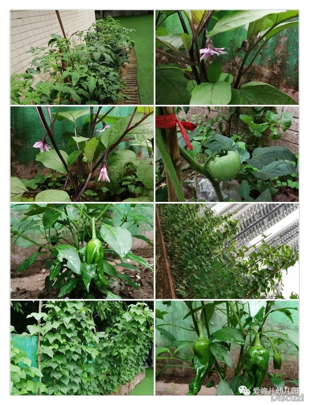 蔬菜1.jpg