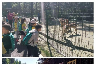 早慧教育集团"奇幻森林之旅"夏令营 践行好品格 拥抱大自然