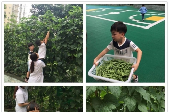 早慧华夏园的种植园迎来大丰收啦！